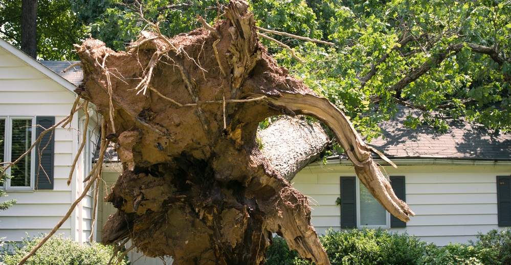 Of Bradenton removal FL proof tree insurance,